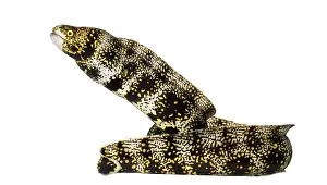 Aquatic Wildlife Photography Prints: Side view of a Snowflake Moray