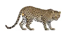 Feliformia Species Image Prints: Back view of a Spotted leopard