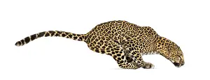Feliformia Species Image Prints: Side view of a spotted leopard leaping