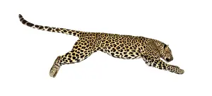 Big Cat Prints: Side view of a spotted leopard leaping