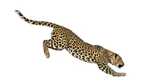 Carnivorous Animal Pictures Prints: Side view of a spotted leopard leaping