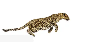 Feliformia Species Photo Prints: Side view of a spotted leopard leaping