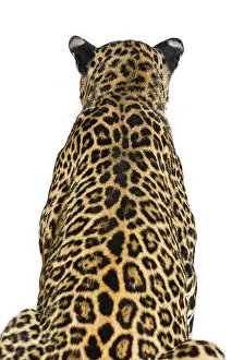 Animal Head Shot Prints: Back view of a spotted leopard looking ahead