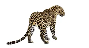 Wild Cat Prints: Back and side view of a spotted leopard standing and looking to the side