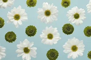 Springtime Garden Scene Prints: Top view spring daisies
