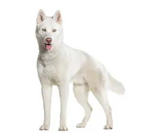 White Background Dog Breed Prints: Side view of a standing Husky panting