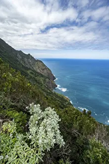 Rocky Coastline Portugal Prints: View of steep cliffs overgrown with forest
