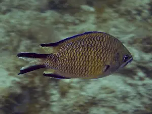 Wild Atlantic Ocean Animals Prints: Side view of a swimming fish with a distinct scale pattern