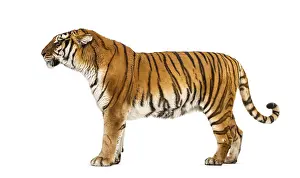 Predator Animal Image Prints: Side view of a Tiger posing standing up in front of a white background