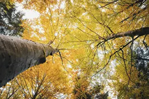 Autumn In Southern Germany Prints: View up into the trees in autumn