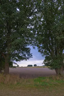 Northern Germany Countryside Scene Prints: View through two trees onto fields and the sky