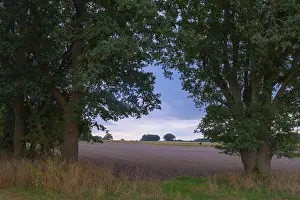 Northern Germany Countryside Scene Prints: View through two trees onto fields and the sky