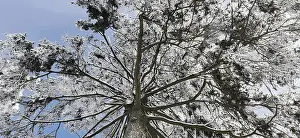 German Nature Reserves Prints: View of the treetops from below