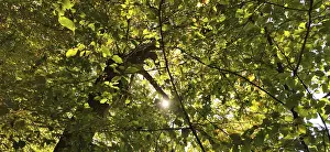 Natural Preserve Scenery Prints: View of the treetops from below