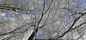 German Winter Landscape Photo Prints: View of the treetops from below