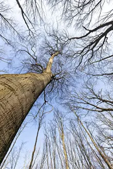 Images Dated 27th February 2024: View into the treetops Print