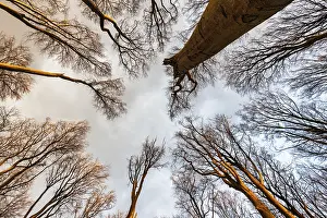 Deserted Snowy Landscape Prints: View through the treetops into the sky