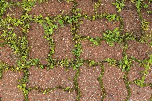 Canadian Nature Photography Prints: Top view of undesirable