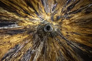 Corcovado National Park Landscape Prints: View upwards inside a hollow tree