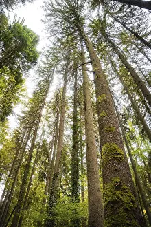 Travel Photography Schwarzwald Prints: View upwards at tree, Monbachtal