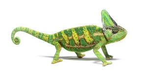 Isolated Wildlife Photo Prints: Side view of a veiled chameleon