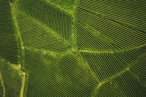 Aerial View Of Vineyard Prints: Top view of a vineyard in Summer
