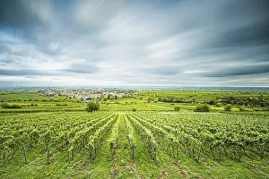 Wine Growing Region Europe Prints: View over vineyards to Deidesheim