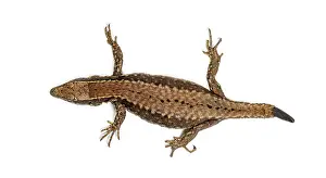 Wildlife Studio Photography Prints: Top view of a Wall lizard with its tail cut