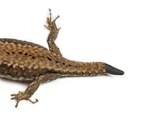 Agricultural Wildlife Photography Prints: Top view of a Wall lizard with its tail cut