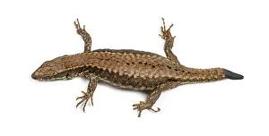 Isolated Wild Animal Image Prints: Top view of a Wall lizard with its tail cut