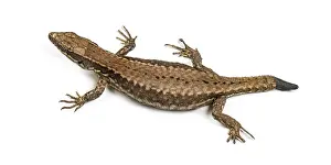 Wildlife Studio Photography Prints: Top view of a Wall lizard with its tail cut