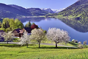 Western Alps Mountain Range Prints: Views of Morgarten on Aegerisee