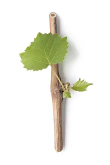 Studio Shot Of Grapes Prints: vine branch