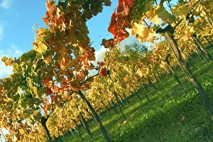 Autumn Leaf Prints: Vine leaf in autumn