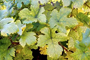 Autumn Colorful Leaves Prints: Vine leafs