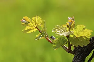 Botanical Detail View Prints: Vine shoots in spring