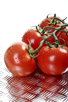 Studio Shot Of Tomatoes Prints: Vine tomatoes