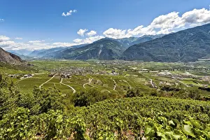 Valais Alps Landscape Prints: Vines on the steep slopes in Fully