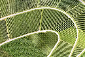 Wine Growing Region Aerials Prints: Vineyard from above