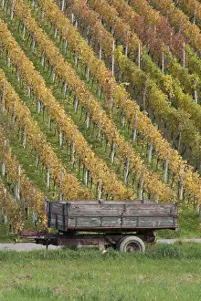 Deserted Vineyard Scene Prints: vineyard