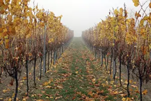 Autumn Vineyard Scene Prints: Vineyard in autumn