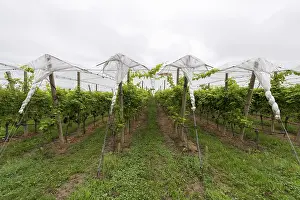 German Vineyards Prints: Vineyard covered with protective nets