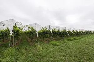 German Vine Cultivation Prints: Vineyard covered with protective nets