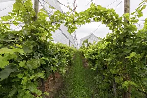 Southern Germany Agriculture Prints: Vineyard covered with protective nets