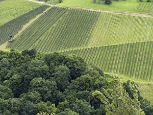 European Wine Growing Region Prints: Vineyard at the edge of the forest