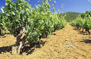 Summer Vacation Destination Prints: Vineyard on Ibiza
