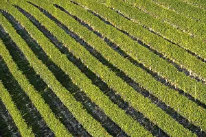 Northern Italy Countryside Prints: Vineyard with rows of grape vines