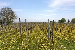 Vineyard In Spring Prints: Vineyard in spring with dandelions