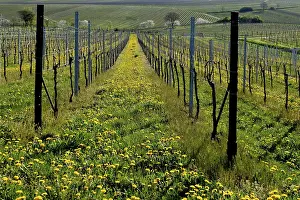 Germany Rural Landscapes Prints: Vineyard in spring, Godramstein