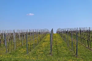 Vineyard In Spring Prints: Vineyard in spring, Godramstein
